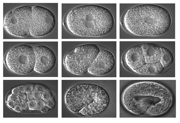 P Granules Function In Germ Line Formation Of Caenorhabditis Elegans 9226